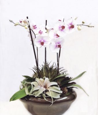 Large Orchid Bowl